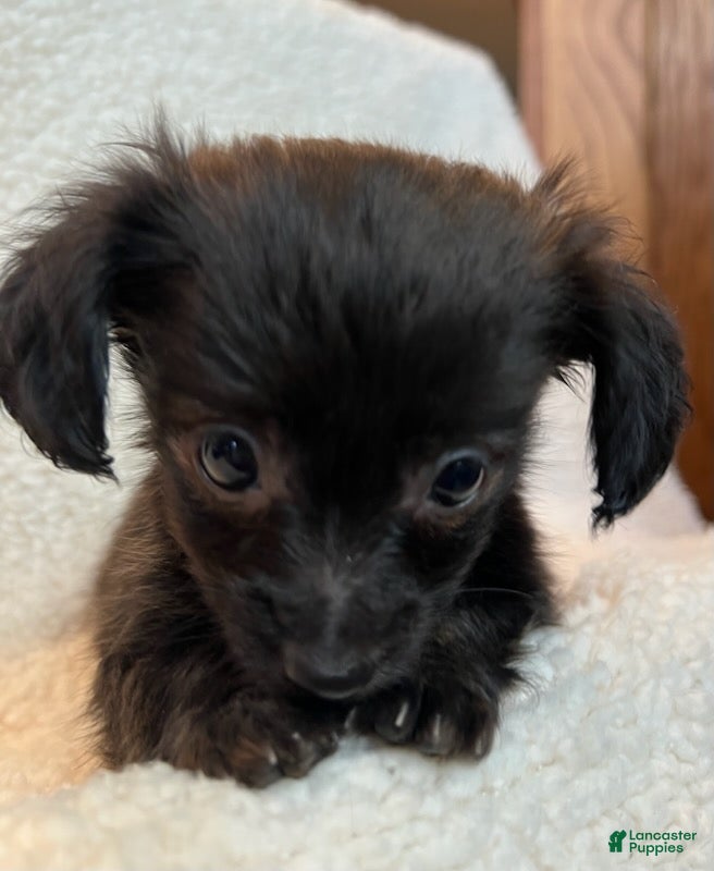 Chiweenie dogs  Beau - Ad 2