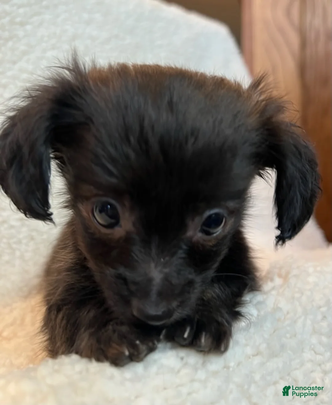 Chiweenie dogs for sale:  Beau - Ad 2