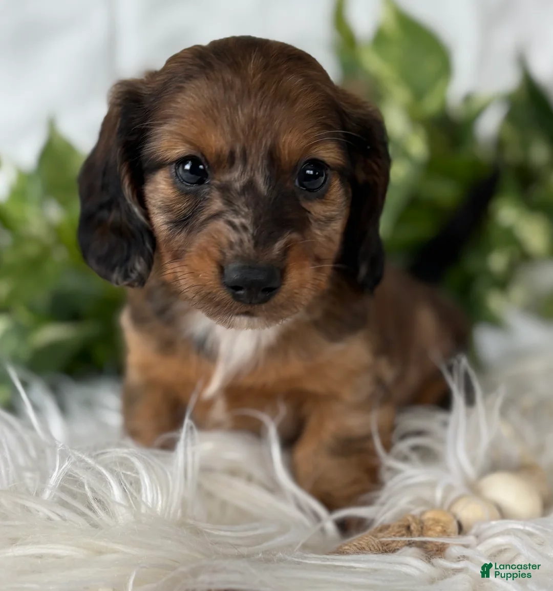 Miniature Dachshund dogs for sale: Sundance Kid Miniature Dachshund  - Ad 13