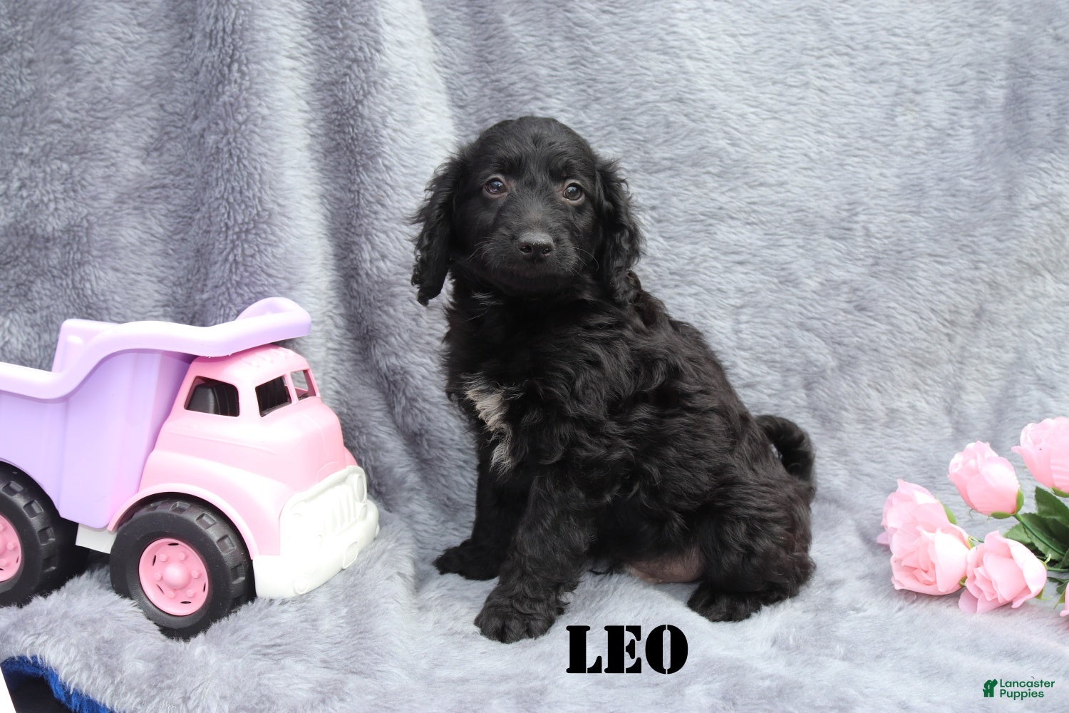 Mini Goldendoodle dogs Leo - Ad 1