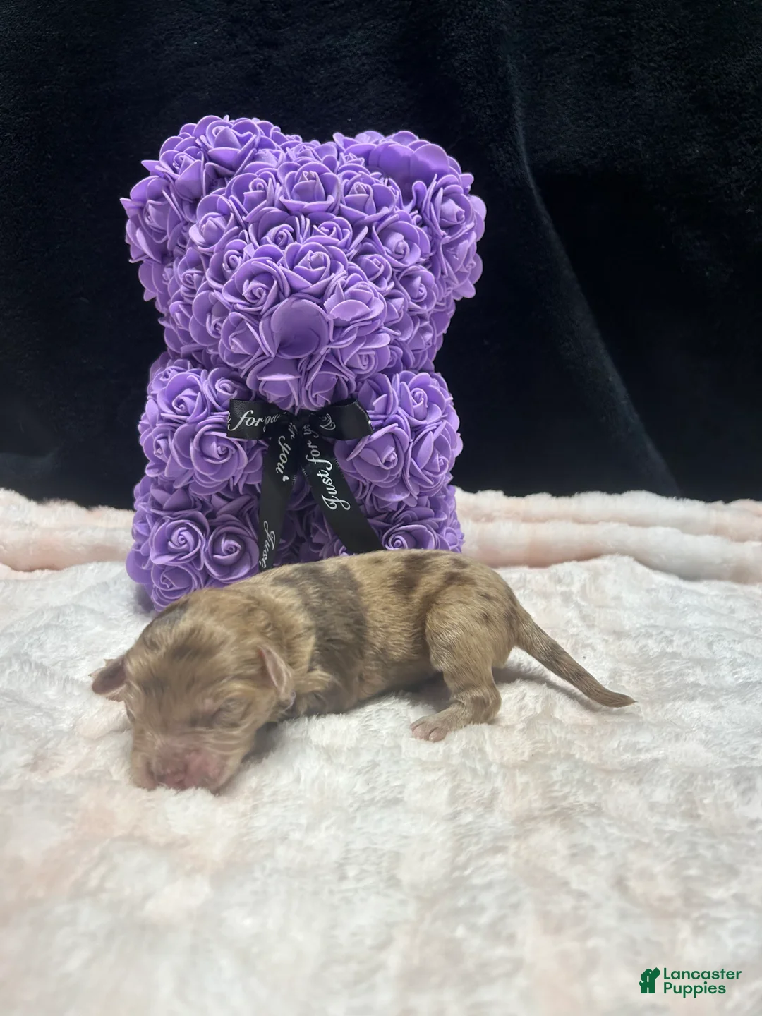 Mixed Breed dogs for sale: bear - Ad 1