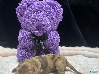 Mixed Breed dogs bear - Ad 28