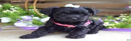 Yorkiepoo dogs for sale: Claire - Ad 4