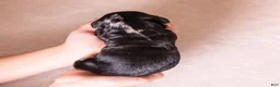 Miniature Dachshund dogs for sale: Kylie - Ad 1