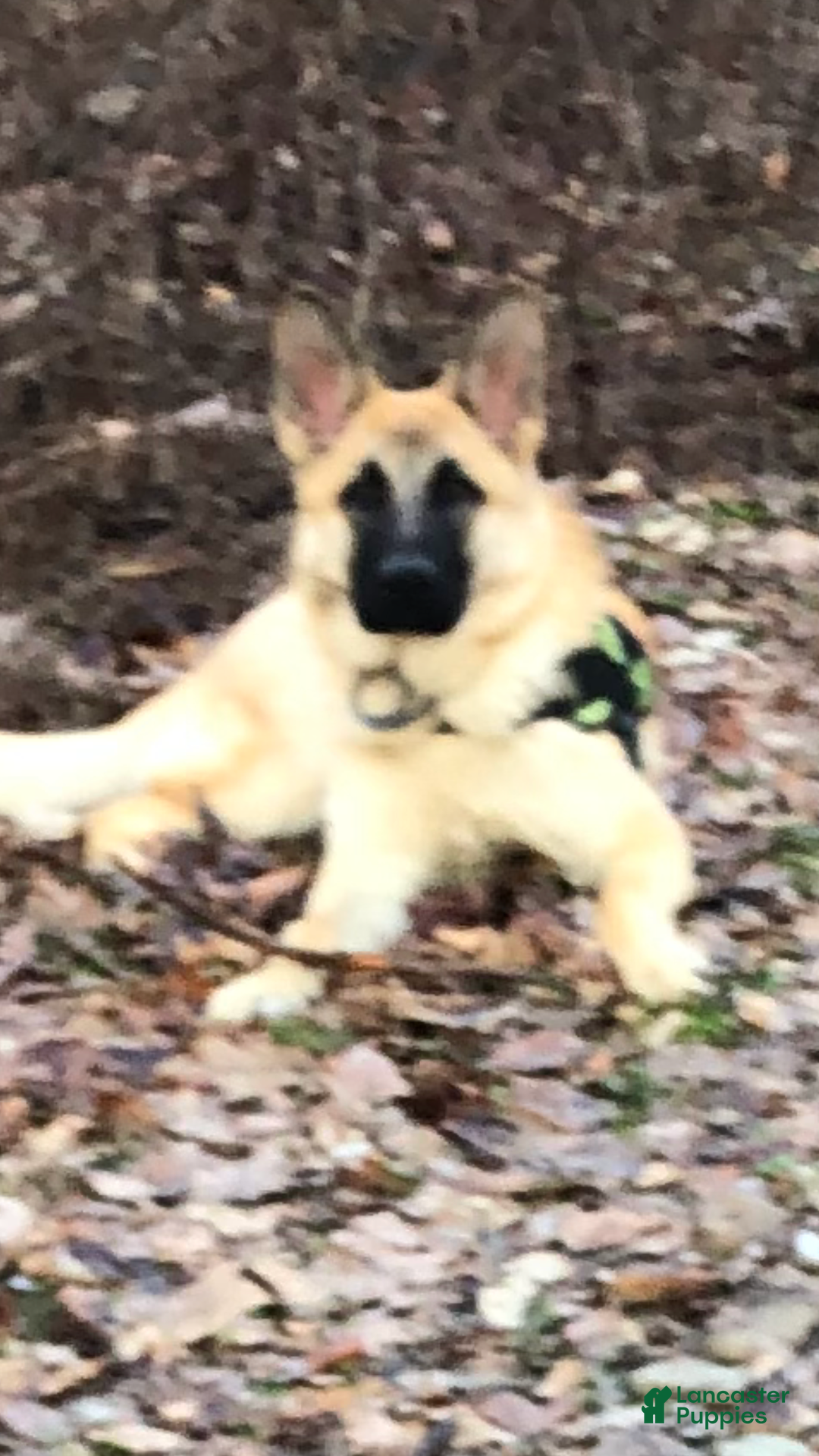 German Shepherd dogs for sale: Purebred German Shepherd  - Ad 9