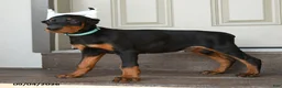 Doberman Pinscher dogs for sale: Duke - Ad 5
