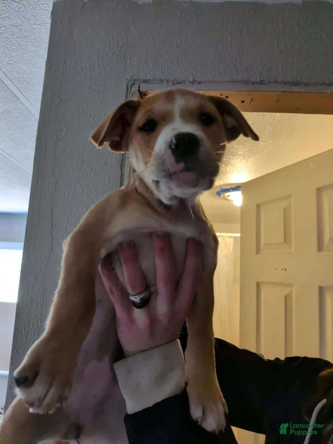 Mixed Breed dogs for sale: Mixed Breed 5 - Ad 1