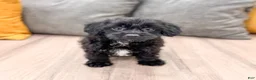 Yorkiepoo dogs for sale: Tonya - Ad 1
