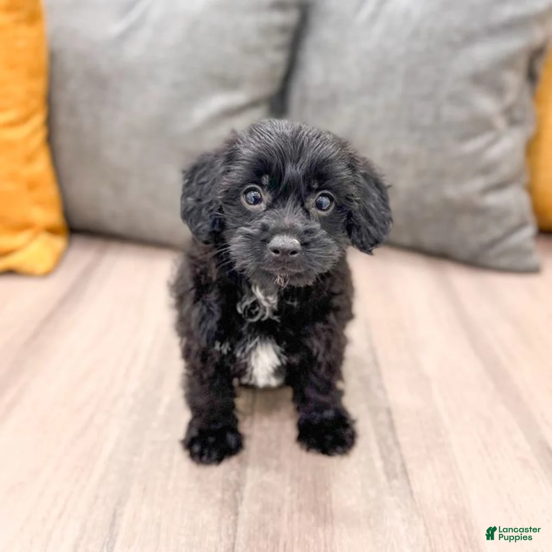 Yorkiepoo dogs for sale: Tonya - Ad 1