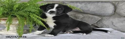 Mixed Breed dogs for sale: Romping Rocky - Ad 3