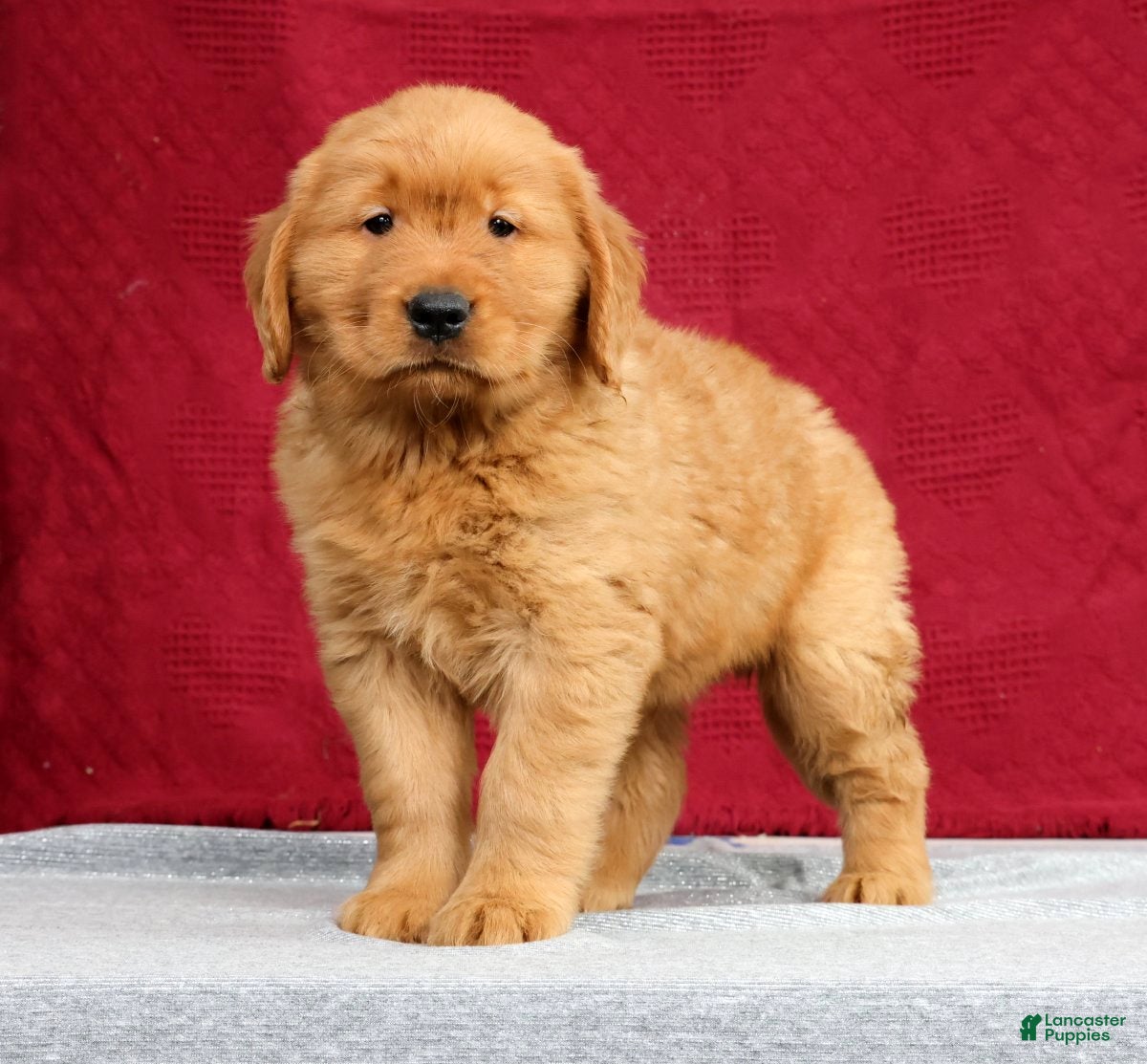 Golden Retriever dogs Clifford - Ad 1
