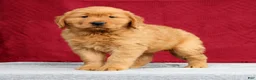 Golden Retriever dogs for sale: Clifford - Ad 1