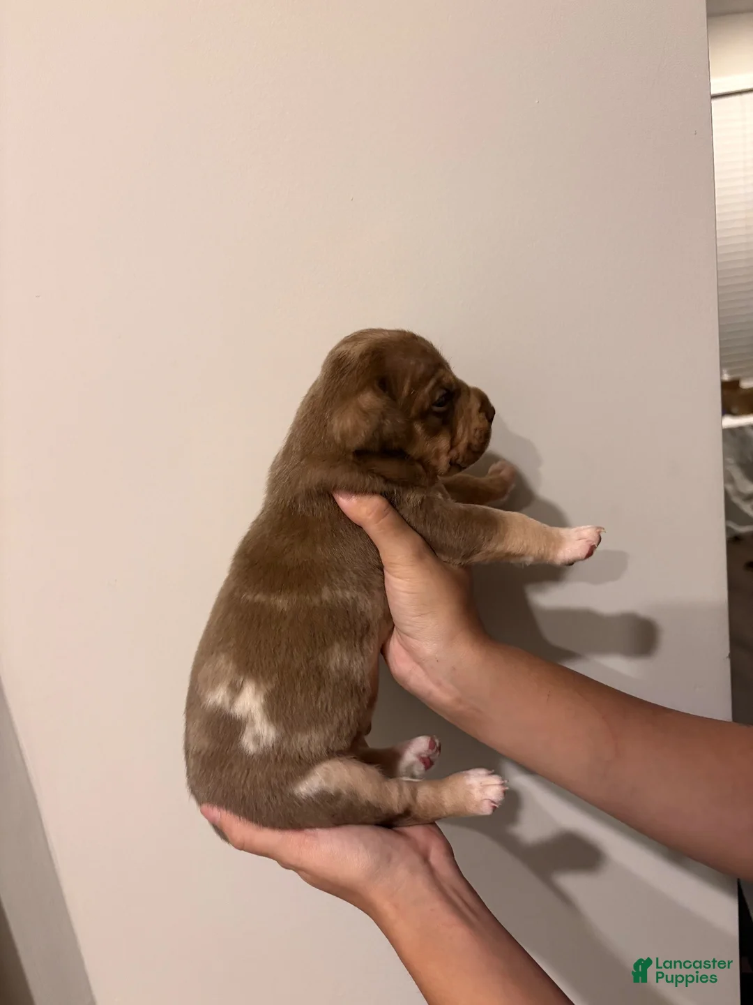 American Bully dogs for sale: American XL Bully 5 - Ad 2