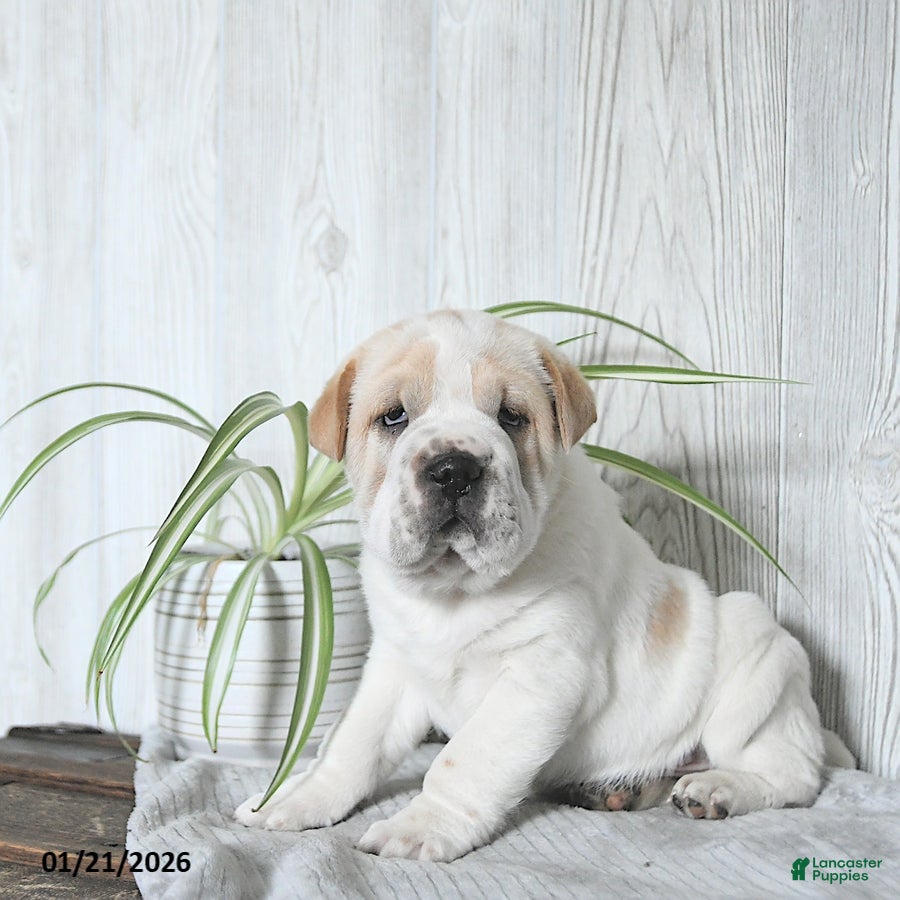 Mini Hippo dogs Gizmo - Ad 5