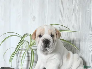 Mini Hippo dogs Gizmo - Ad 5