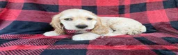 Cocker Spaniel dogs for sale: Tonka - Ad 6