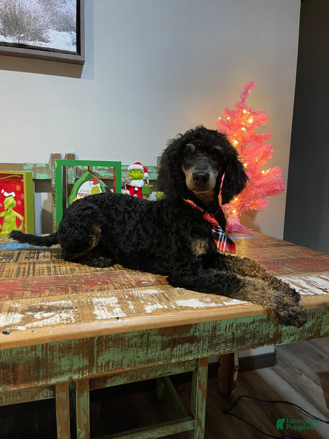 Miniature Poodle dogs for sale: Akc Cinch - Ad 2