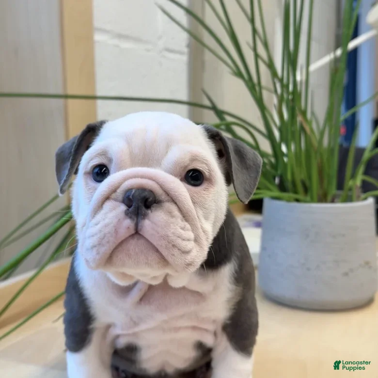 English Bulldog dogs for sale: English Bulldog Puppy 4 - Ad 2