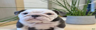 English Bulldog Puppy 4