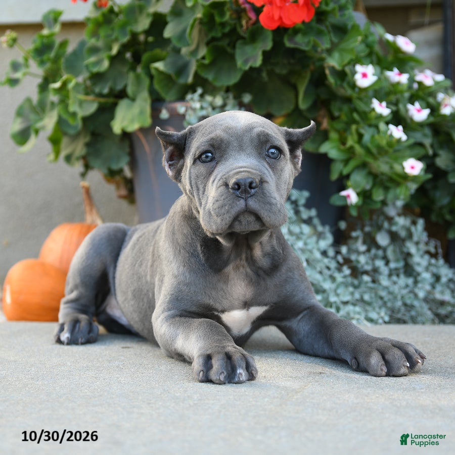 Cane Corso dogs for sale: Titan - Ad 2