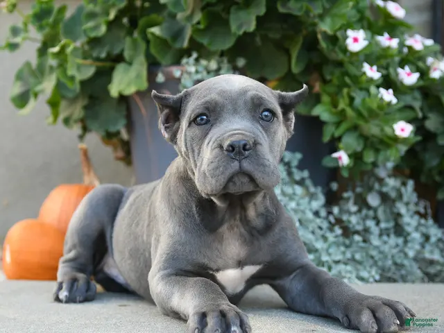 Cane Corso dogs for sale: Titan - Ad 2