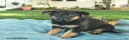 German Shepherd dogs for sale: Ivy  - Ad 4