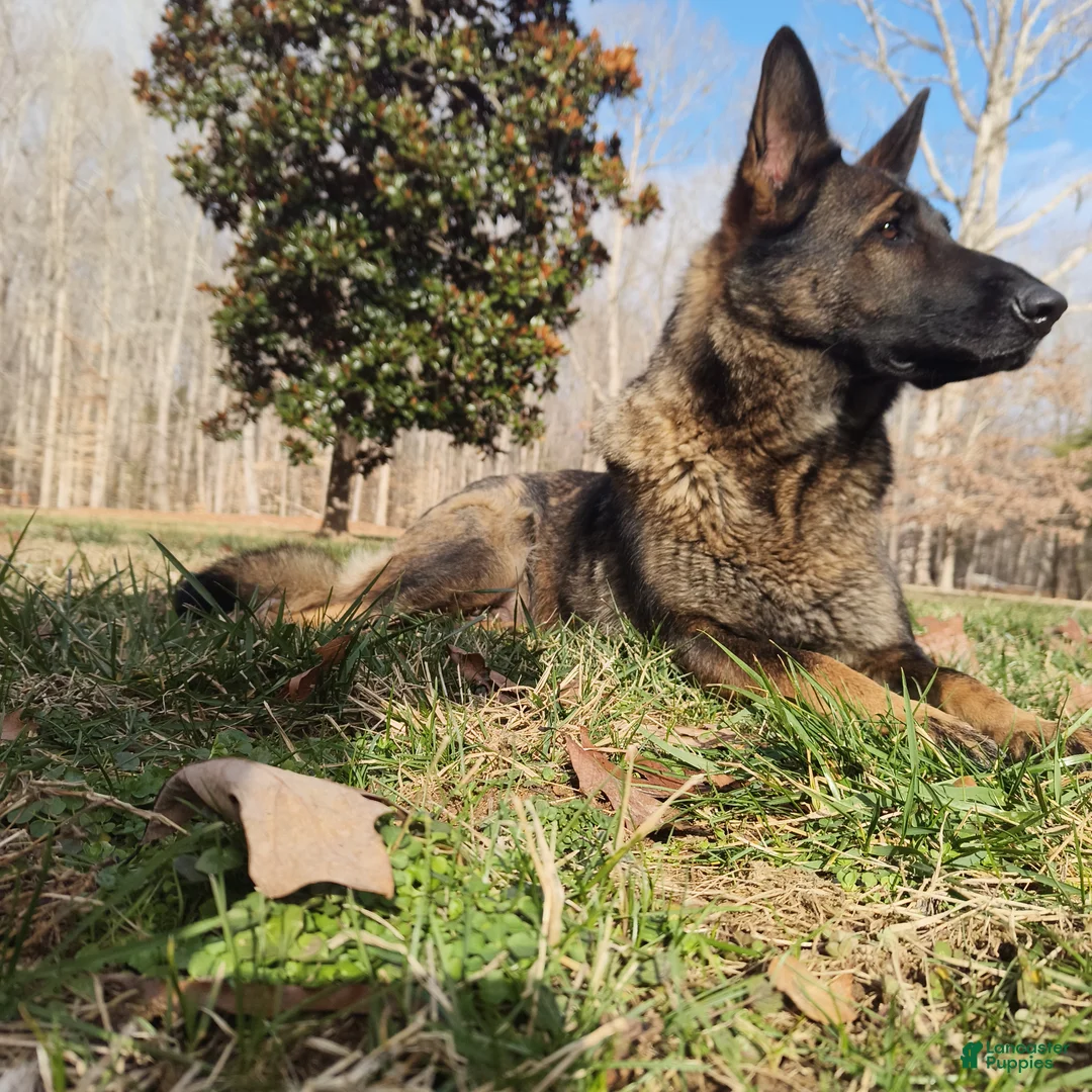 German Shepherd dogs for sale: German Shepherd Puppy 1 - Ad 4