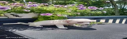 Chihuahua dogs for sale: White Chocolate - Ad 3