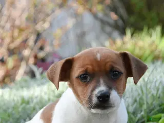 Jack Russell Terrier dogs for sale: Jilly - Ad 1