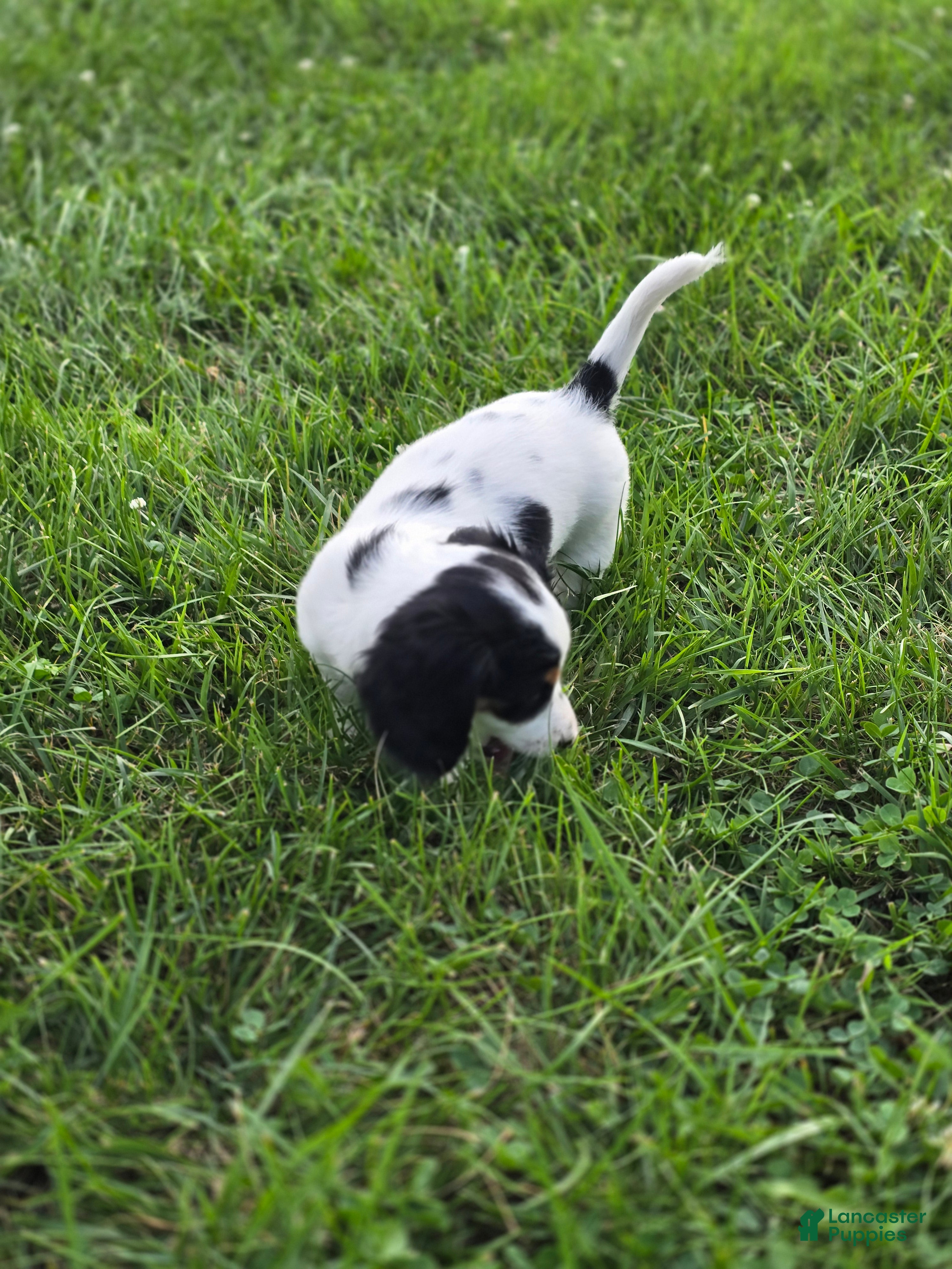 Miniature Dachshund dogs Piglet - Ad 2