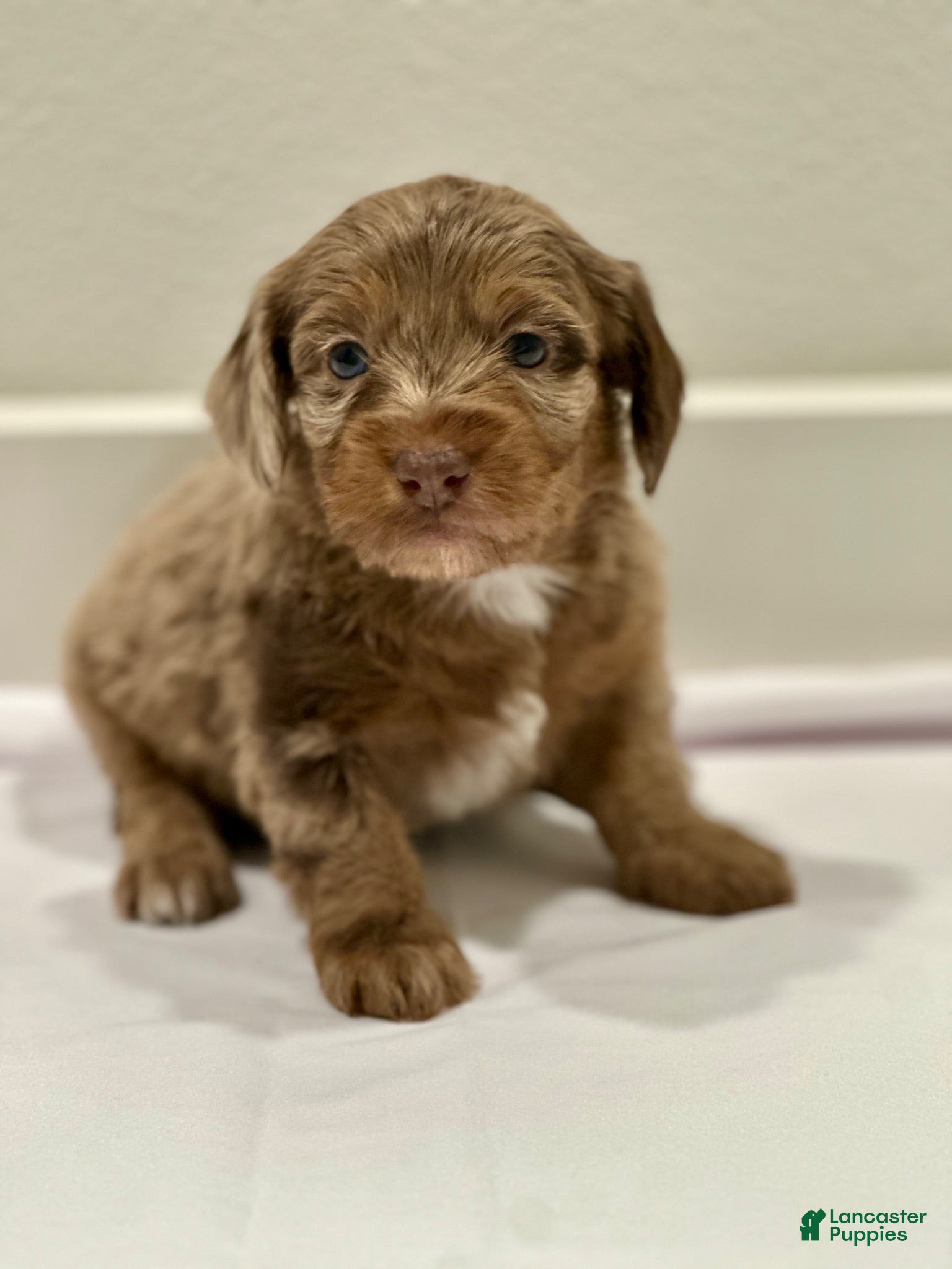 Mixed Breed dogs Mixed Breed 2 - Ad 37