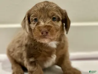 Mixed Breed dogs Mixed Breed 2 - Ad 22