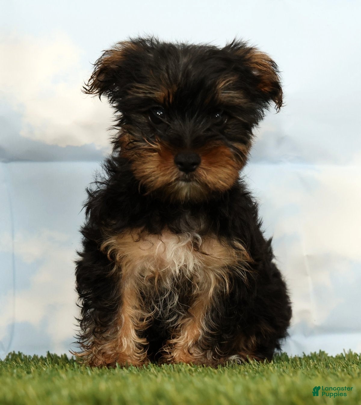 Yorkshire Terrier dogs Kai - Ad 1