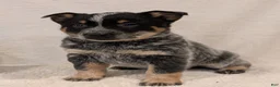 Australian Cattle Dog dogs for sale: Jack  - Ad 8