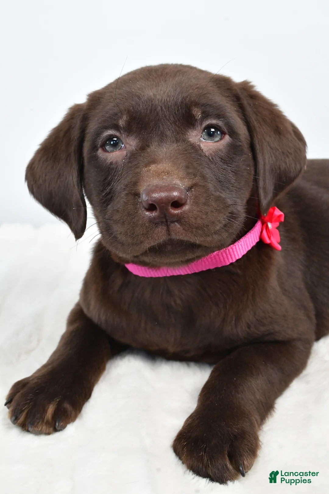 Labrador Retriever dogs for sale: Myra - Ad 8