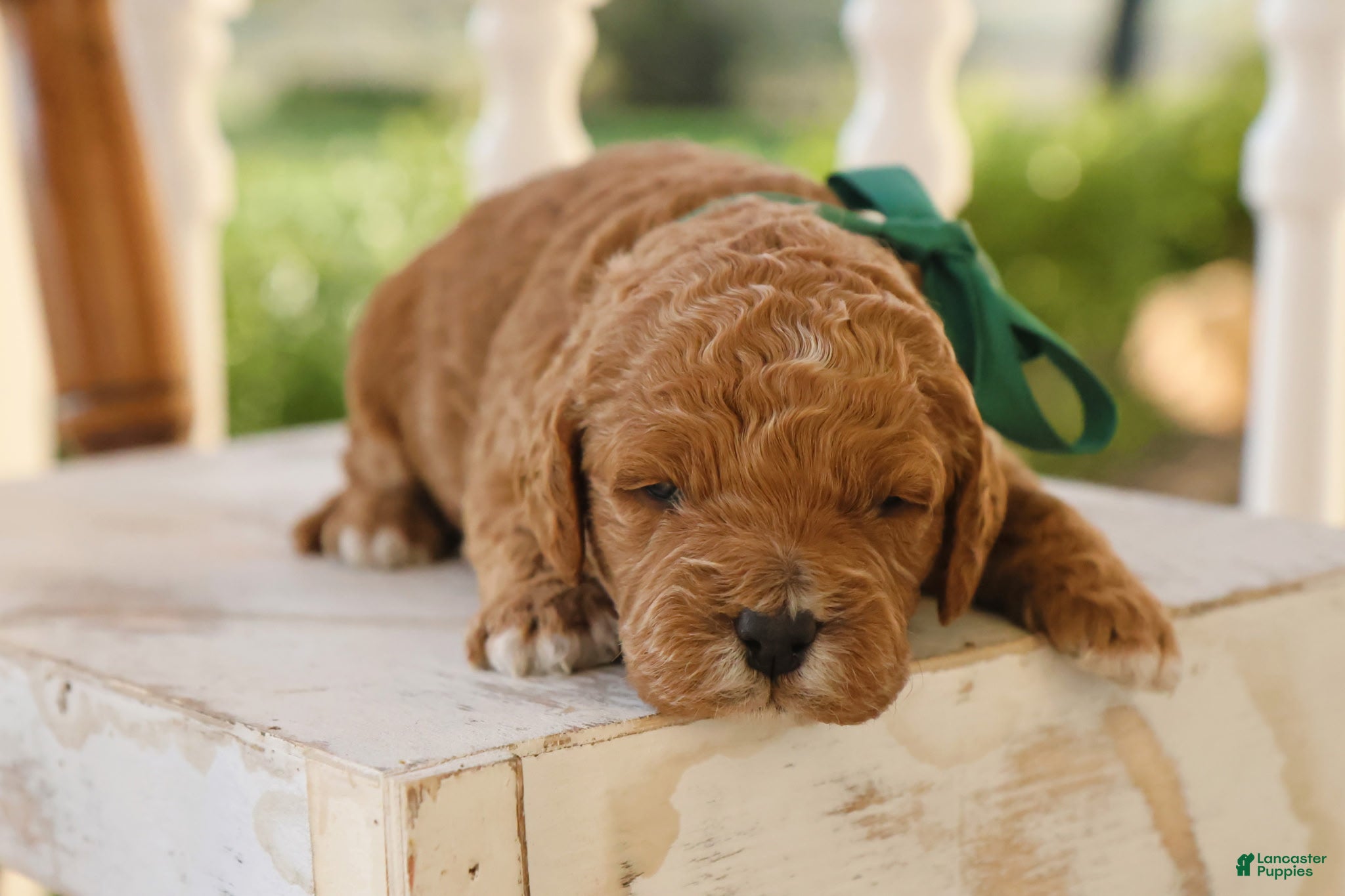 Goldendoodle dogs Robin - Ad 1