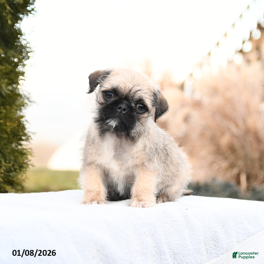 Mixed Breed dogs for sale: Macy - Ad 1