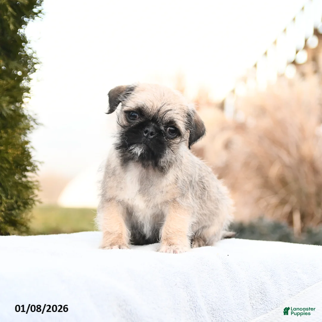 Mixed Breed dogs for sale: Macy - Ad 1