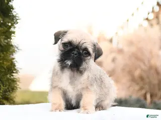 Mixed Breed dogs Macy - Ad 10