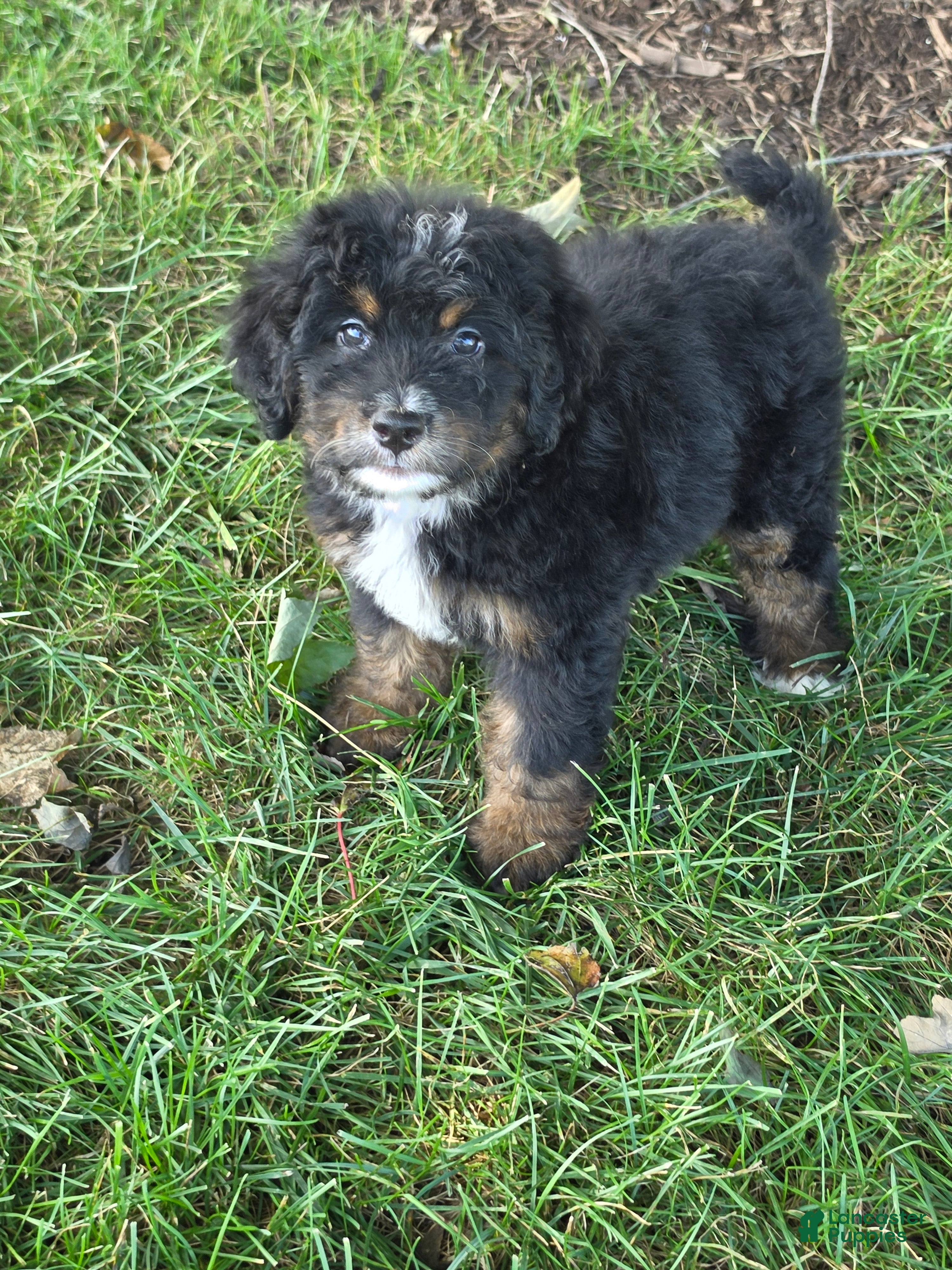 Bernedoodle dogs Winnie - Ad 1