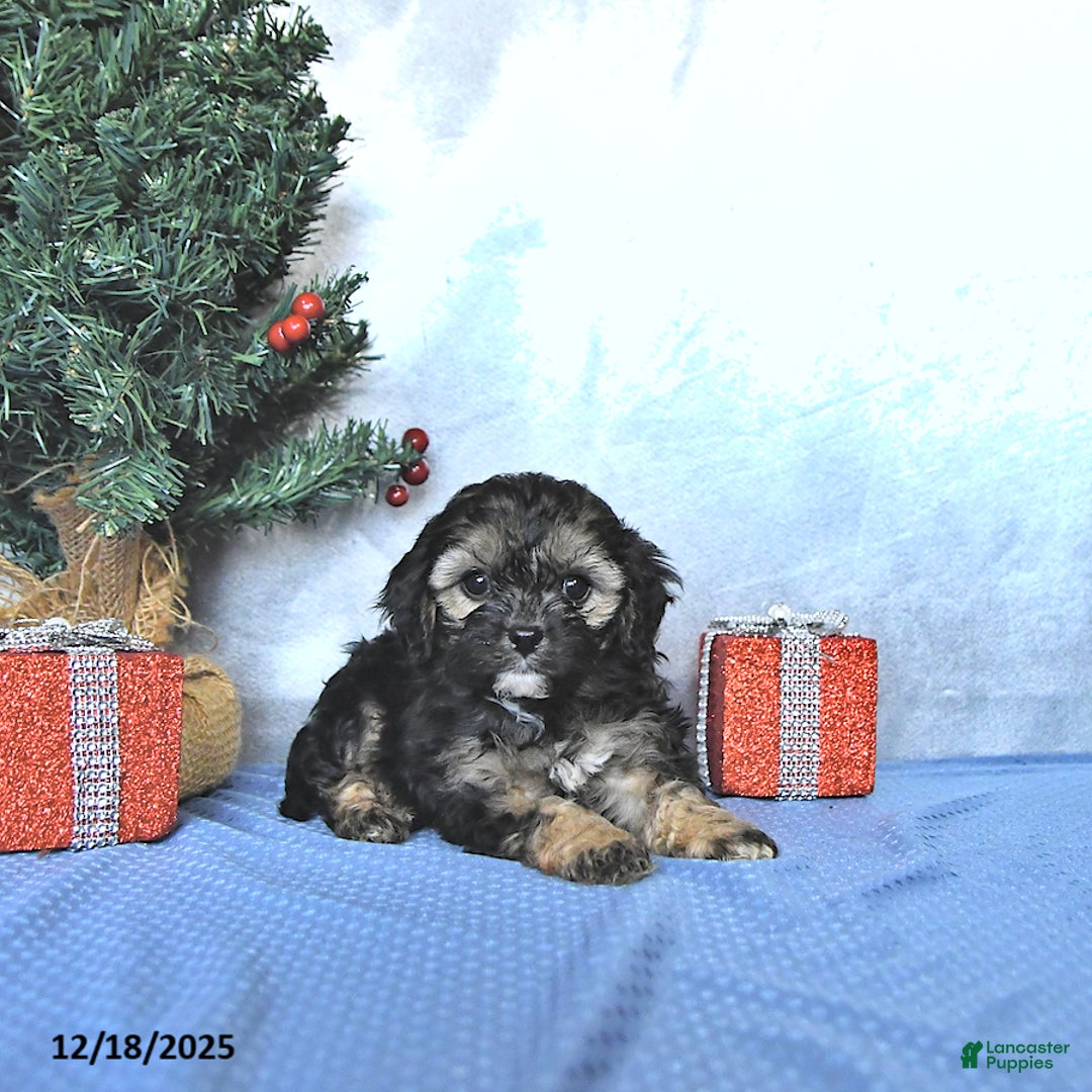 Cavapoo dogs for sale: Reese - Ad 4