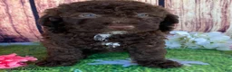 Miniature Labradoodle dogs for sale: Sierra - Ad 1