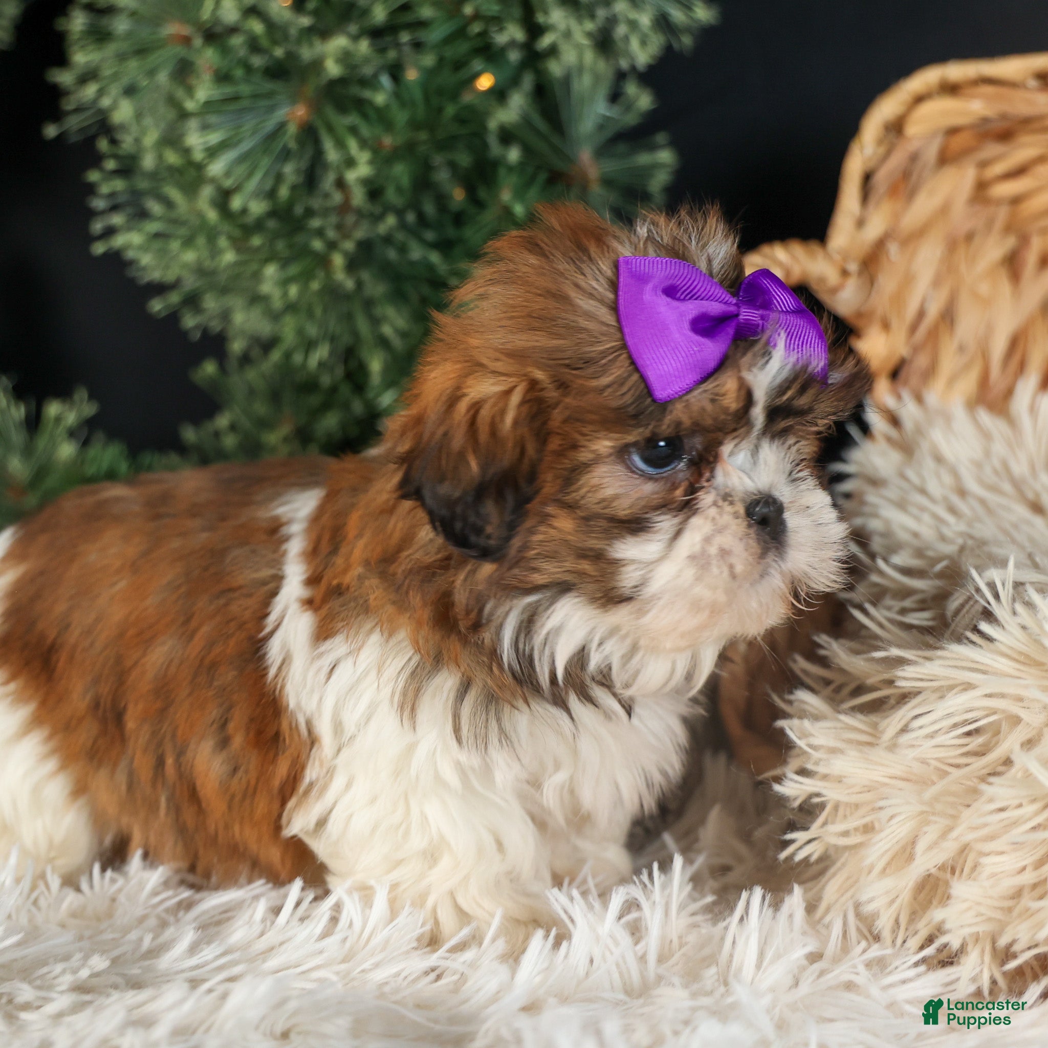 Shih Tzu dogs RUBY - Ad 13