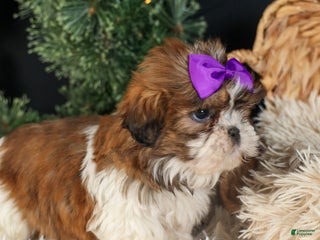 Shih Tzu dogs RUBY - Ad 40