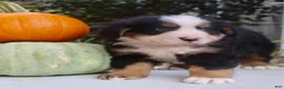 Bernese Mountain Dog dogs for sale: Theo - Ad 9