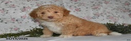 Mini Aussiedoodle dogs for sale: Arlan - Ad 4