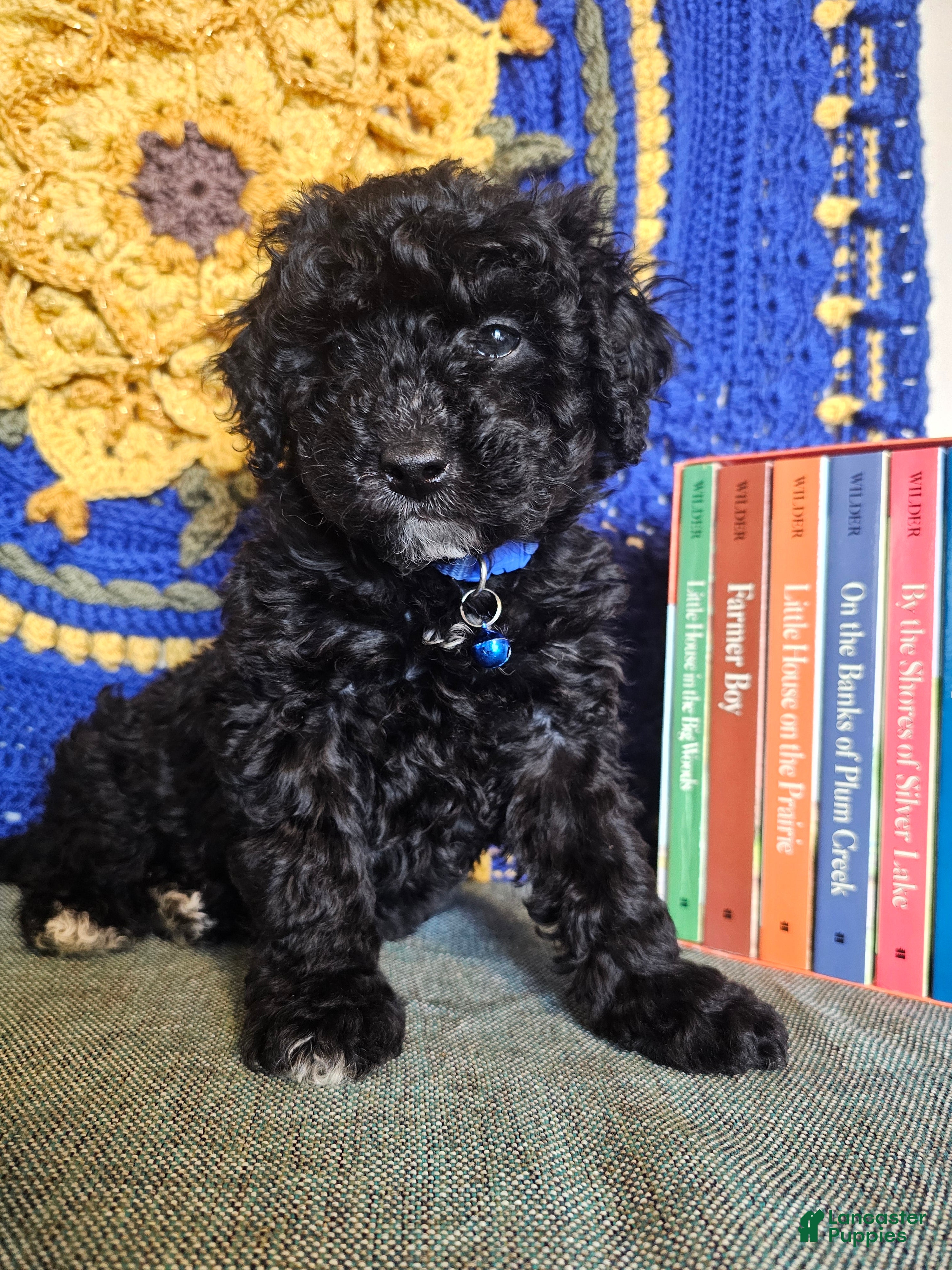 Mini Goldendoodle dogs BlueBell - Ad 1