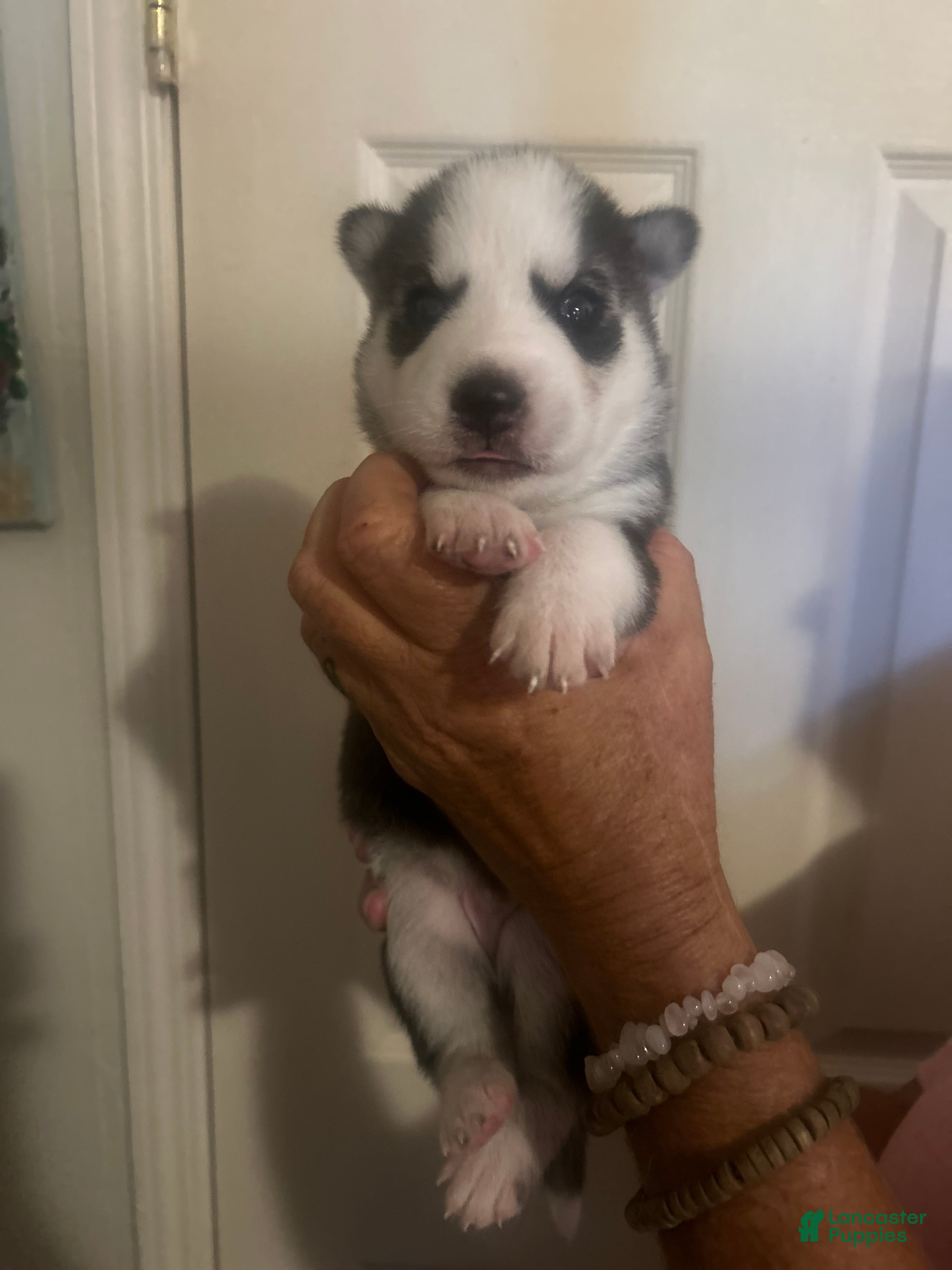 Gerberian Shepsky dogs for sale: Gerberian Shepsky 3 - Ad 3