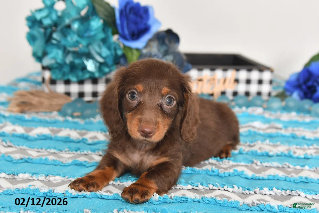 Miniature Dachshund dogs for sale: Fluffy - Ad 2