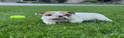 English Bulldog dogs for sale: Zane - Ad 3